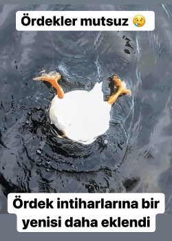 img_0615.png