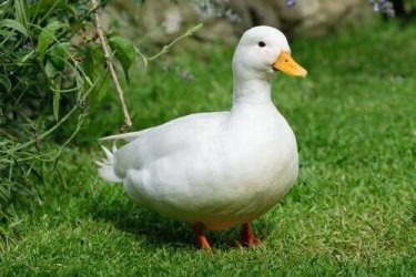 images (1).jpeg